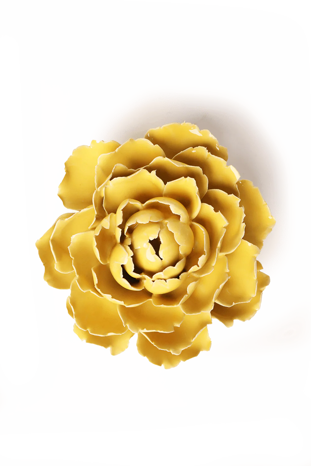 Buttercup Yellow Gay Paree Peony