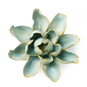Robin's Egg Blue Aurora Water Lily
